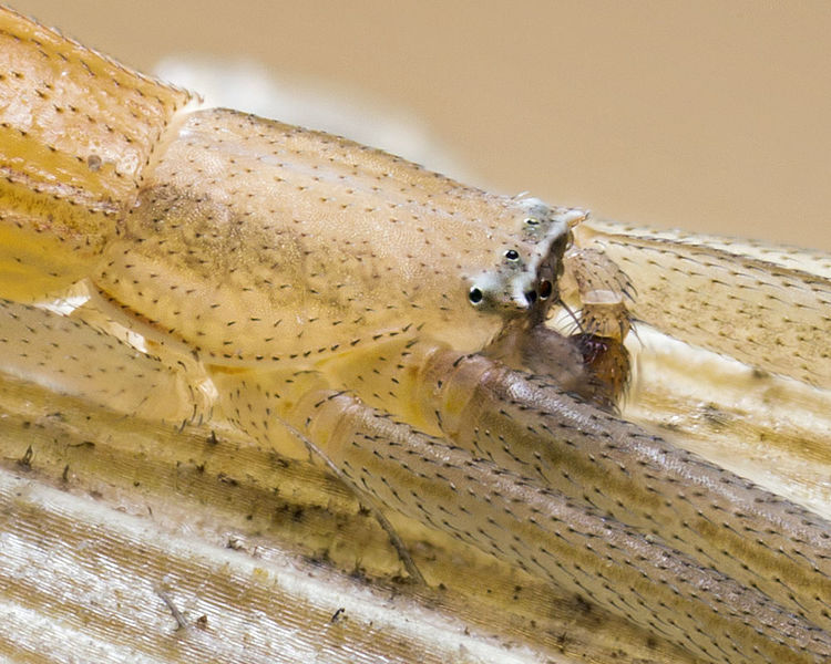 Datei:Runcinia-flavida GC-Agaete 16-03 04-male-detail.jpg