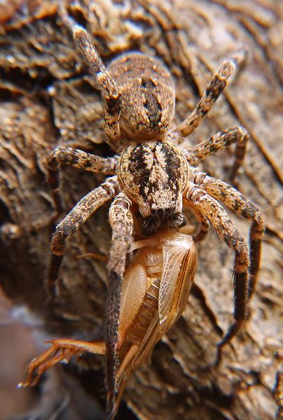 Datei:Zoropsis heimchen barthau.JPG