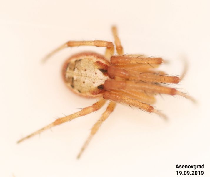 Datei:Zygiella keyserlingi habitus f.jpg