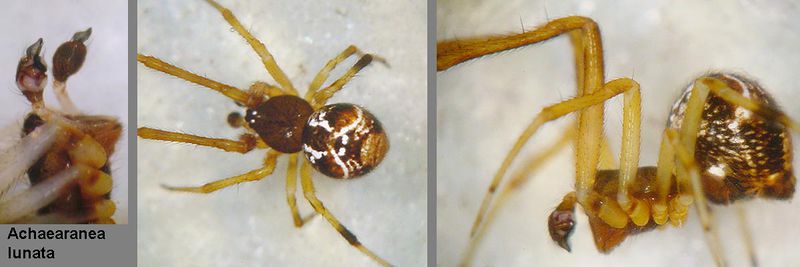 Datei:Achaearanea lunata 6 1024.jpg