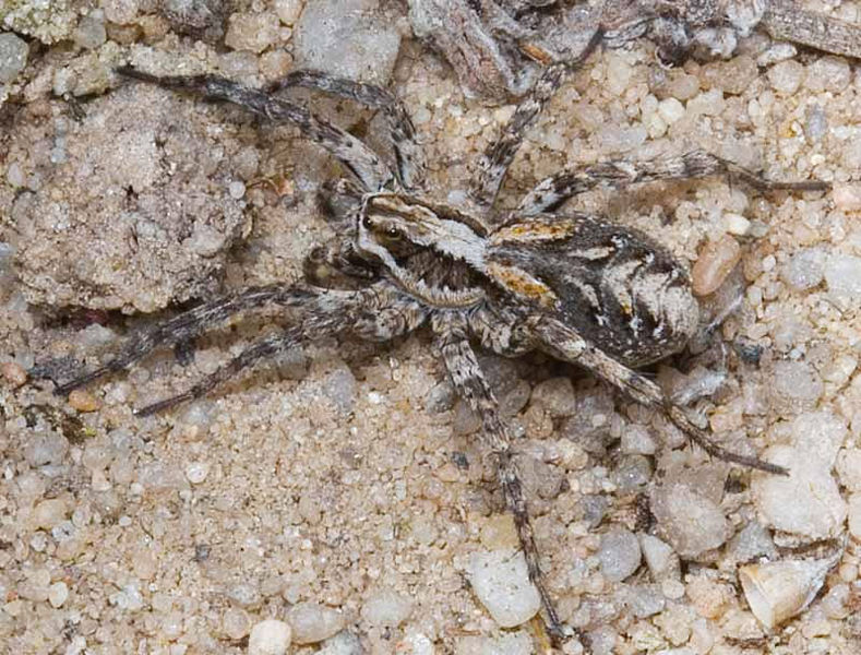 Datei:Alopecosa-cursor MLauterbach 02.jpg