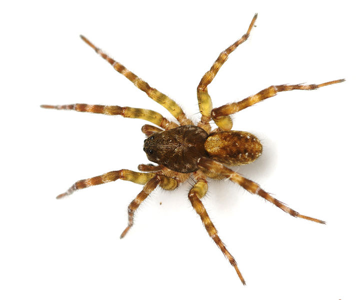 Datei:Arctosa lacustris male A6869 PR2791.JPG