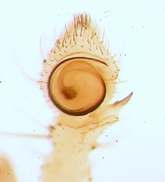 Datei:Heriaeus orientalis pedipalp.jpg
