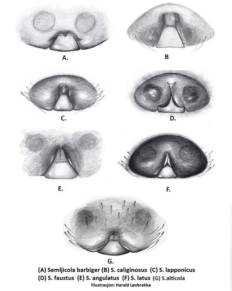 Datei:Semljicola z epigyn HLovbrekke.jpg