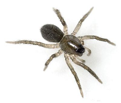 Arctosa figurata Goennatal 08-03 02.jpg