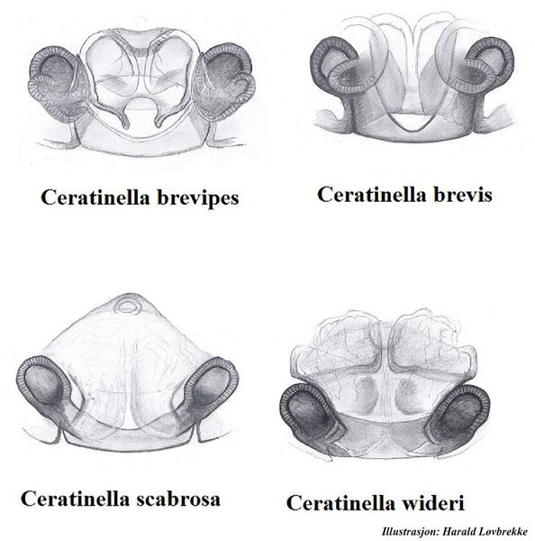 Datei:Ceratinella vulva dorsalt HLovbrekke.jpg