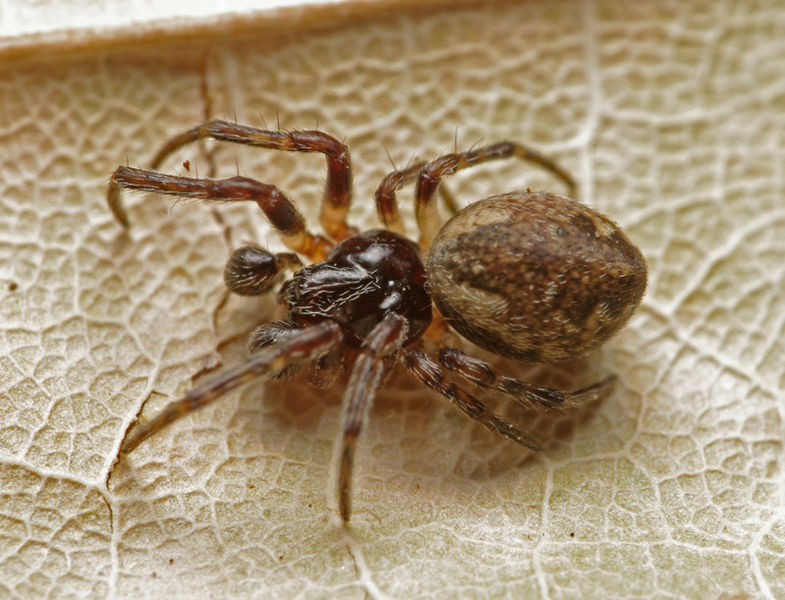 Datei:Cyclosa conica male A5530 PJ9156.JPG