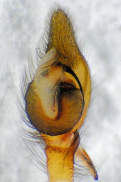 Datei:Gr9-42Cheiracanthium elegans1.JPG