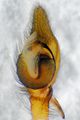Pedipalpus ventral