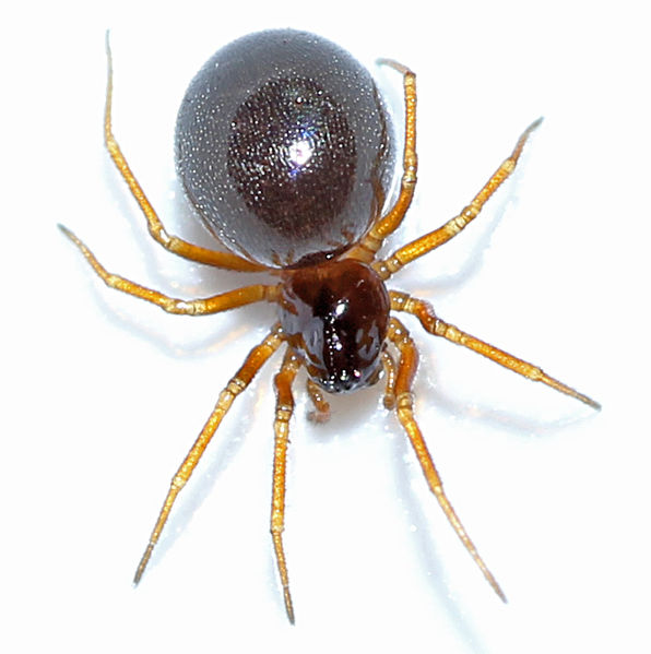 Datei:Hypomma-cornutum female.jpg