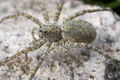 Pardosa-tatarica GR-Kipoi 10-05 02.jpg