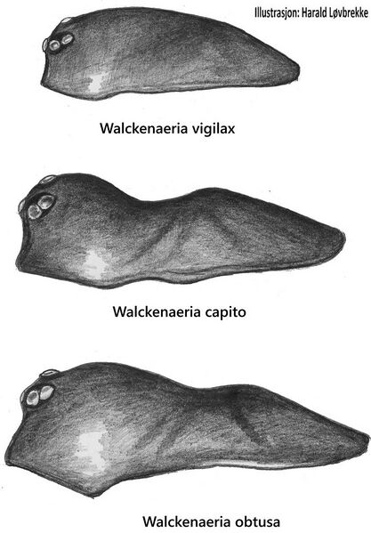 Datei:Walckenaeria female prosoma lateral HLovbrekke.jpg