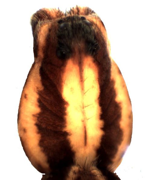 Datei:Alopecosa trabalis f prosoma HLovbrekke.jpg