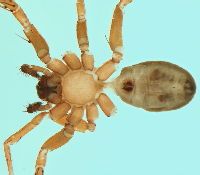 Datei:Apostenus humilis female vent 20171218210031-1efcf180-me.jpg