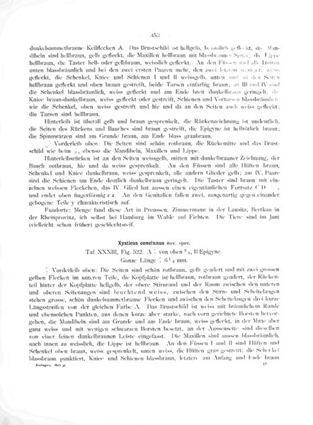 Datei:BoesenbergConcinnus Page 1.jpg