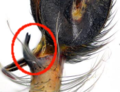Tibialapophyse am Pedipalpus markiert
