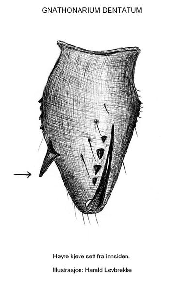 Datei:Gnathonarium dentatum kjeve HLovbrekke.jpg