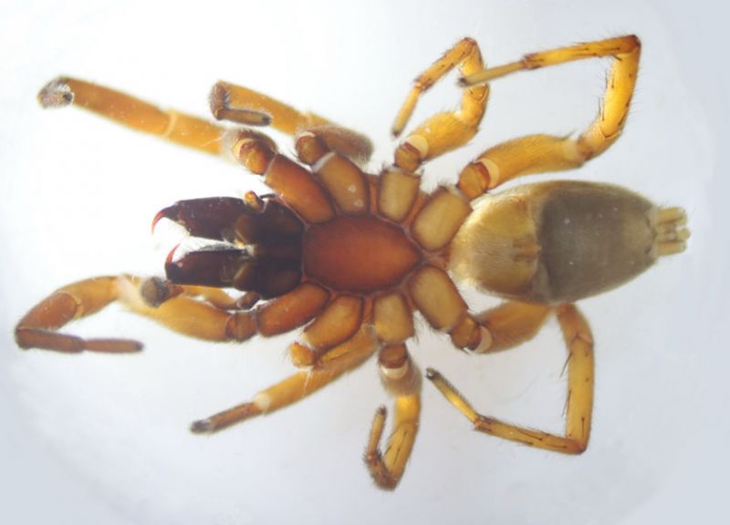 Datei:H.macellinus male ventral 2.jpg
