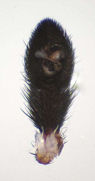 Datei:Pardosa-hortensis-2.jpg