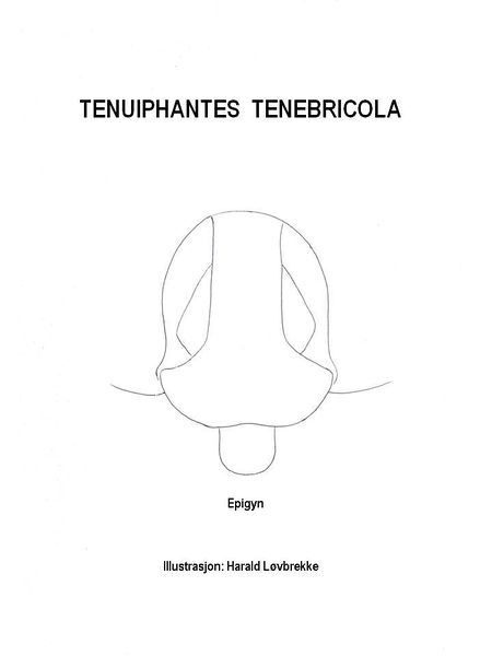 Datei:T. tenebricola, epigyn HLovbrekke.JPG