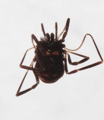 Carinostoma elegans.JPG