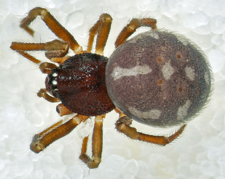 Datei:Crustulina-scabripes St-Arnac 15-09 01-female.jpg
