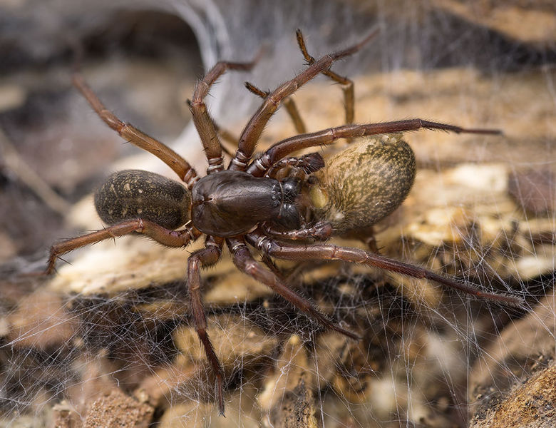 Datei:Inermocoelotes-falciger Bulgarien-Vladaya 16-11 04-Kopulation.jpg