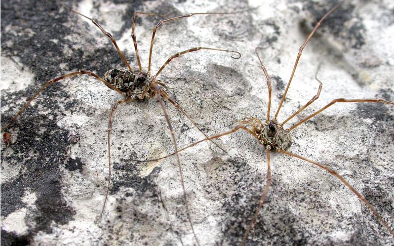 Datei:Megabunus lesserti abb2.jpg