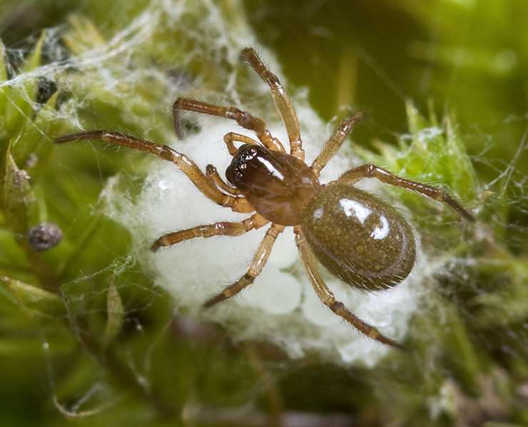 Datei:Robertus-arundineti Sardinien-MonteForte-Teich 13-04 01.jpg