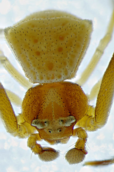 Datei:Thomisius onustus m dorsal.jpg