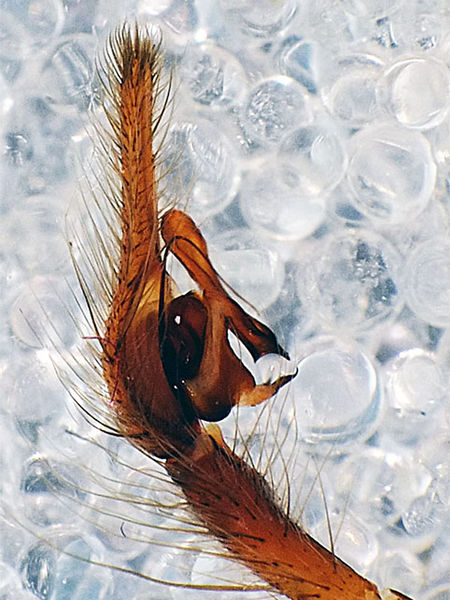 Datei:800px-Parietina bulbus rl aufgerichtet.jpg