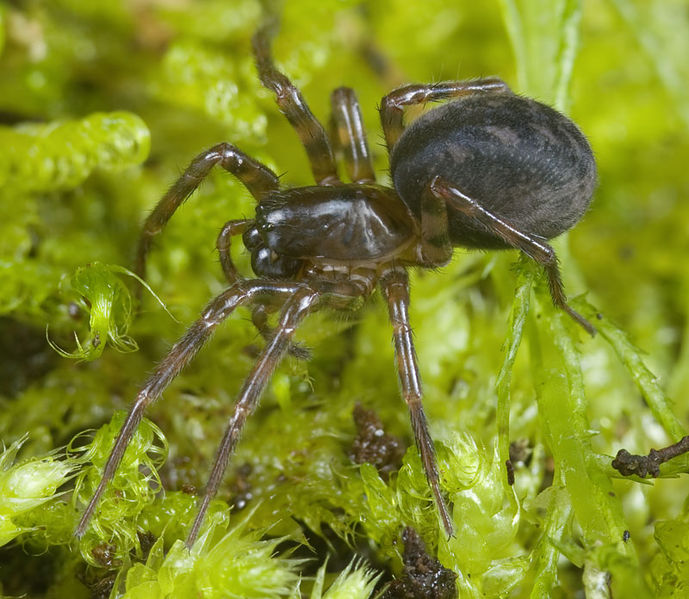 Datei:Cybaeus-angustiarum Rennsteig-5330 10-07 02.jpg