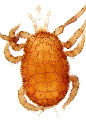 Epicrius sp male A3457 Q0712.jpg