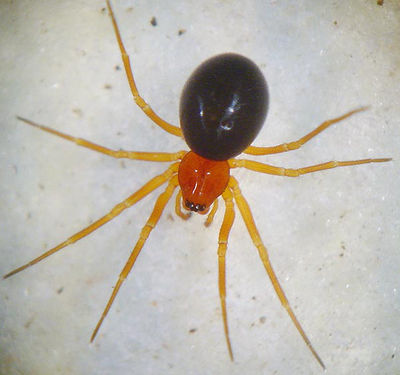 Gonatium hilare 1024.jpg