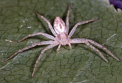 P albidus frontal nat-01-800.jpg