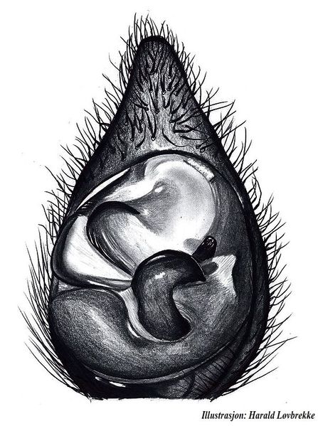 Datei:Pardosa atrata palp und HLovbrekke.jpg