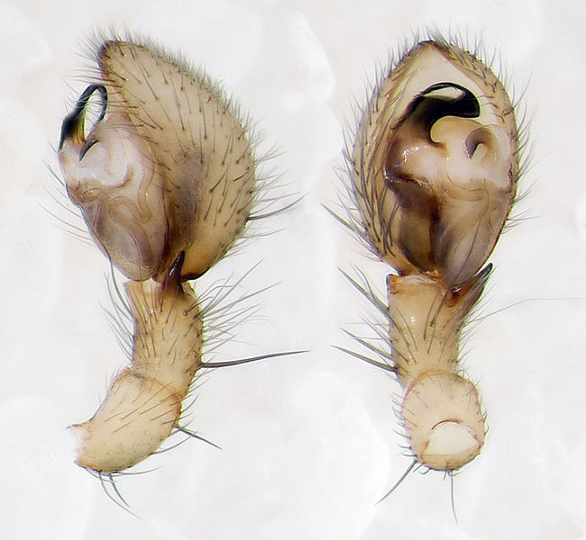 Datei:Scotina-celans Alpen-SanBernardo 14-08 01-Ped.jpg