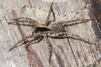 Xerol. nemoralis.Eckhart1.jpg