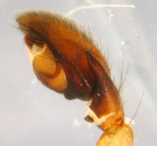 Datei:2011-07.17 edd.Oskampen 011 G.leporina.JPG
