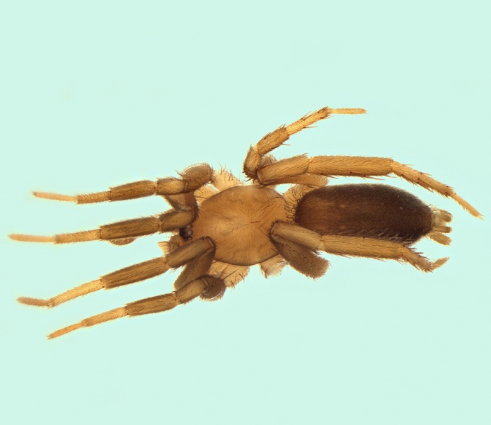 Datei:Civizelotes dentatidens male 20150617175357-bb2eb4fb-me.jpg