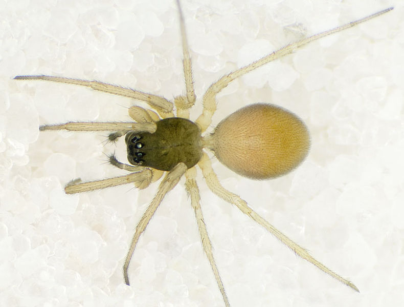 Datei:Meioneta-rurestris HlgMeer-3611 10-08 01.jpg