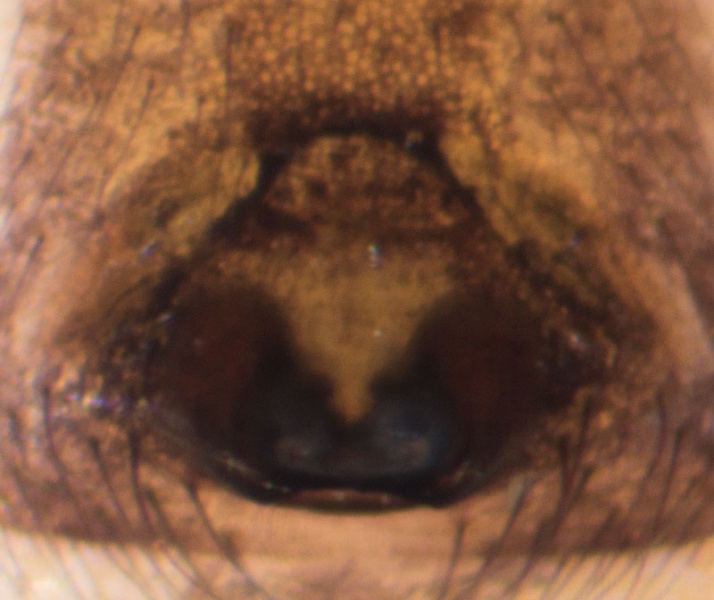 Datei:Steatoda triangulosa Epi 9-03771.jpg