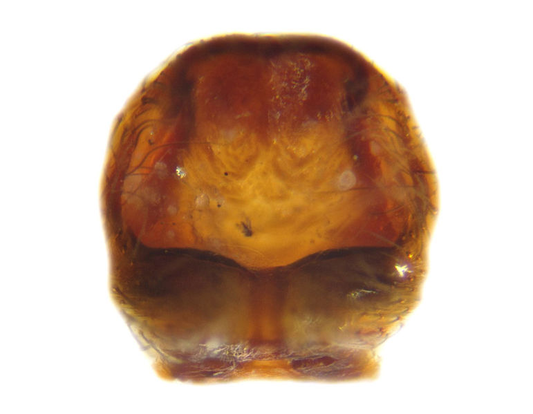 Datei:Maimuna vestita female A5860 PM1580.jpg