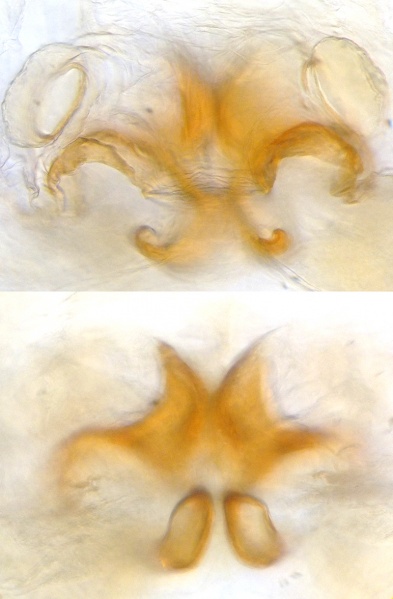 Datei:NigmaPuellaEpigyneDorsal.jpg