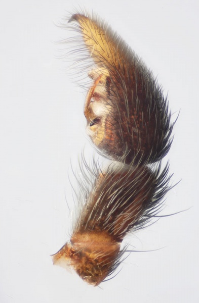 Datei:Pardosa prativaga LPalp-lat CML4208.jpg