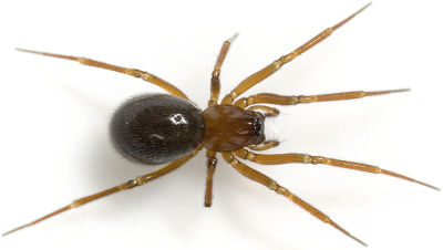 Rufus Koetsch 08-10 04.jpg