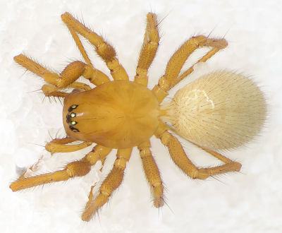 Saarista-abnormis No-Insel 09-10 01.jpg