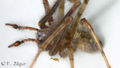 Tegenaria parietina 3 1024.jpg