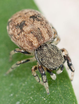 Ballus chalybeius W 8-01842.jpg