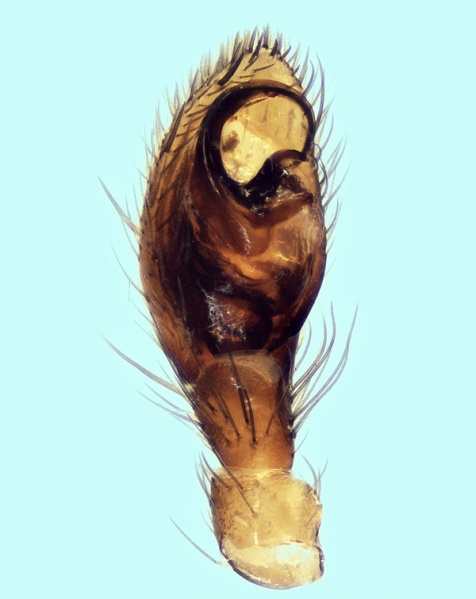 Datei:Civizelotes ibericus male palp 20160209203154-b423722a-me.jpg